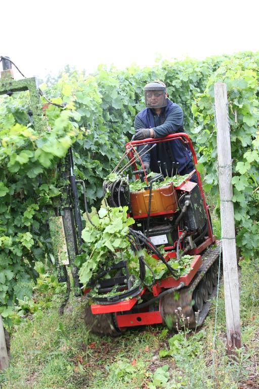 Weingut Pension Gibbert-Pohl Briedel Ngoại thất bức ảnh